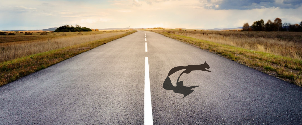 Ein Eichhörnchen hüpft über eine Straße. Von einer grünen Seite zur Anderen.